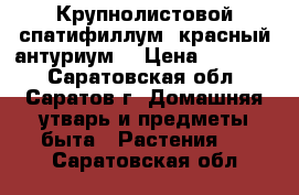 Крупнолистовой спатифиллум, красный антуриум  › Цена ­ 70-200 - Саратовская обл., Саратов г. Домашняя утварь и предметы быта » Растения   . Саратовская обл.